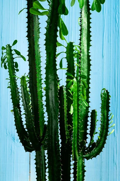 Pozadí zelený kaktus na světlém pozadí, detail — Stock fotografie