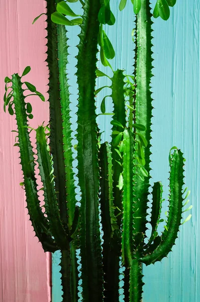 Pozadí zelený kaktus na světle růžové a modré pozadí — Stock fotografie