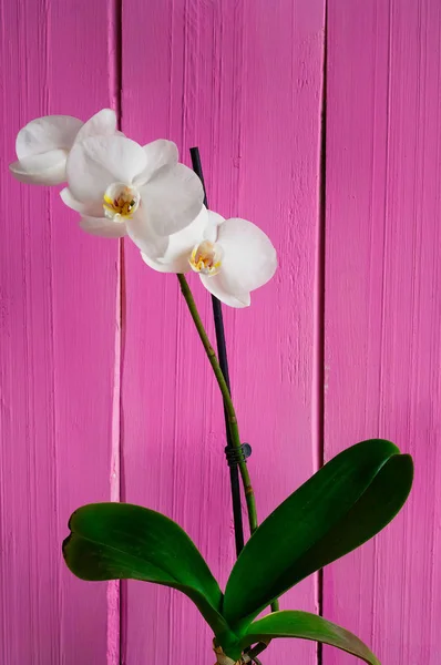 Arka plan beyaz orkide pembe bir ışık ahşap arka plan üzerinde — Stok fotoğraf