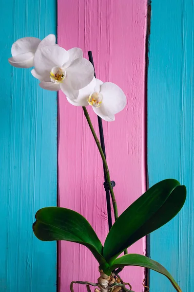 Arka plan beyaz orkide pembe ve mavi ışık ahşap arka plan üzerinde — Stok fotoğraf