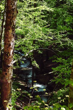 arka plan bir ağaçlar, yabani hayvanlar ve bitkiler kavramı üzerine bir hızlı dağ nehir