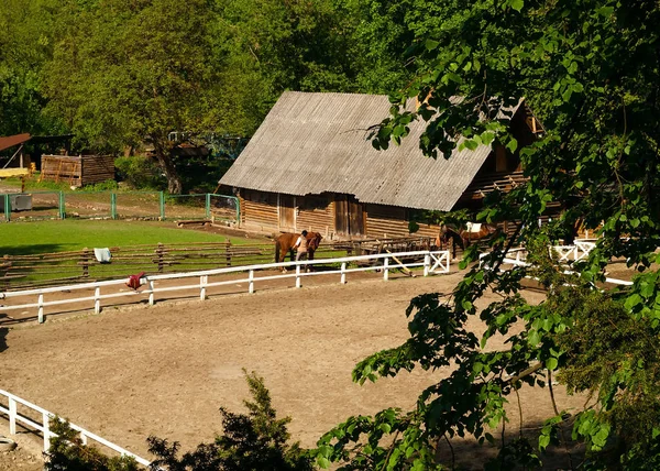 Kültéri szabadidő lovak, háziállatok természetes környezetben fogalmának közelről — Stock Fotó