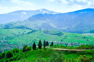 tatra yüksek dağlar, ağaçlar, yabani hayvanlar ve bitkiler, kavramı ve mavi gökyüzü arka plan boşluk kopyalama