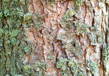 arka plan moss doğal ağaç kabuğu, doğal dokular, yakın çekim, alanı kopyası kavramı ile,