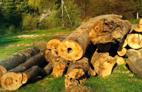 Logs van grote bomen op een open plek in het bos, concept van ecologie van wilde natuur, ruimte kopiëren — Stockfoto