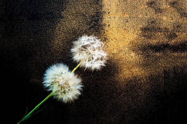 Weiße Blütenstände Löwenzahn auf schwarzem Hintergrund mit goldenem Glanz. verschwommene Wirkung. Nahaufnahme, Kopierraum — Stockfoto