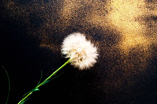 White dandelion inflorescences on black background with golden sparkles. Blurred effect. Concept for festive background or for project — ストック写真