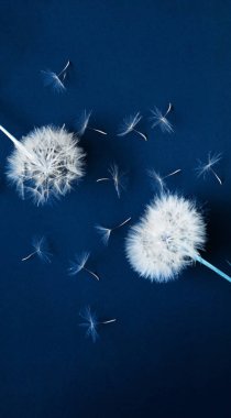 Yaratıcı mavi arkaplan ve karahindiba rengi. Şenlikli kompozisyon kavramı. Moda rengi 2020. Boşluğu kopyala