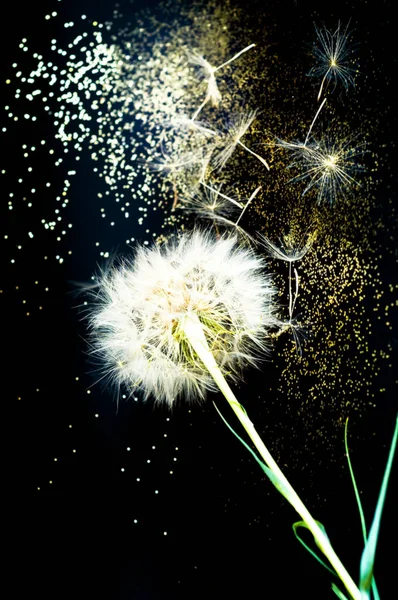 Infiorescenze bianche di tarassaco su sfondo nero con scintille dorate. Effetto sfocato — Foto Stock