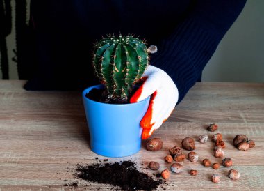 Evde bahçıvanlık. Kadınlar beyaz eldivenle mavi saksıya kaktüs dikiyorlar. Yakın plan.