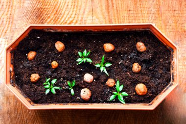 Ahşap arka planda saksıda filizler. Evde bahçıvanlık. Yakın plan.