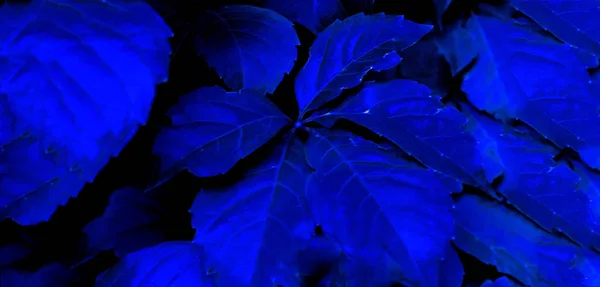 Trendy tropical background of blue leaves. Template mock up of design. Close-up. — Stock Photo, Image