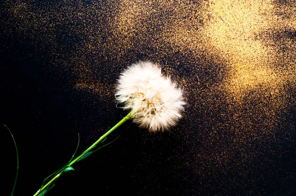 White dandelion inflorescences on black background with golden sparkles. Blurred effect. Concept for festive background or for project — Stock Photo, Image