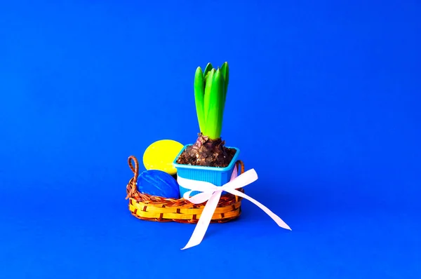 Färgglada påskägg och hyacint blomma i korg på blå bakgrund. Festlig idé, minimalism. Närbild — Stockfoto