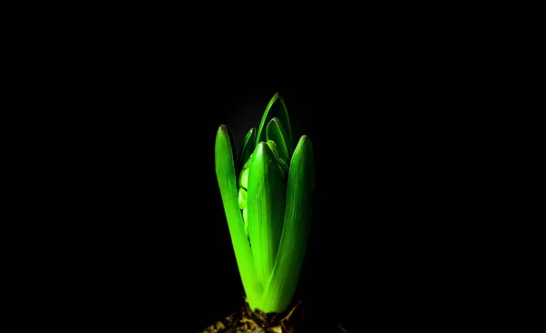 Blooming hyacinth flower on black isolated background. Festive concept, minimalism.Close-up — 스톡 사진