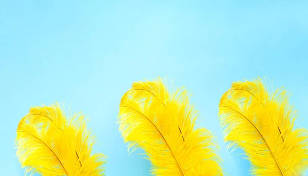 Pena de avestruz amarela sobre fundo azul. Decoração de casa ou decoração para o festival. Close-up — Fotografia de Stock