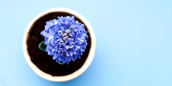 Jardinagem em casa. Closeup de flor jacinto em vaso de flores no fundo azul — Fotografia de Stock
