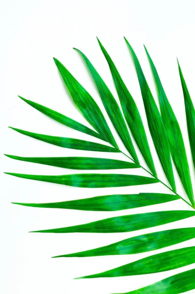 Fondo Tropical Hojas Palmera Sobre Fondo Blanco Aislado Primer Plano — Foto de Stock