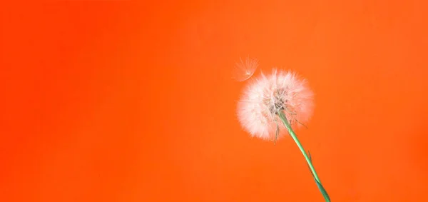 Trendy Floral Style. Creative colorful background with white inflorescences Dandelion. Trendy colors in 2020. Festive concept, minimalism.Close-up, copy space