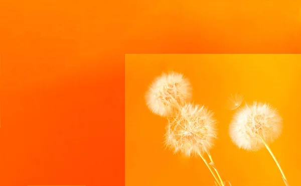 Trendy Floral Style. Creative colorful background with white inflorescences Dandelion. Trendy colors in 2020. Festive concept, minimalism.Close-up, copy space