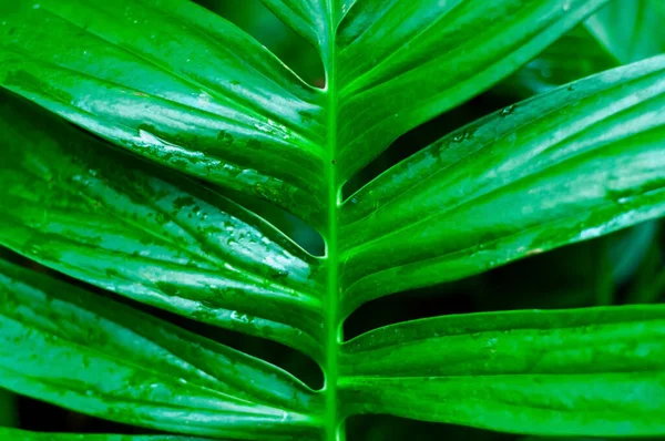 Fundo Botânico Folhas Tropicais Estilo Floral Moda Close — Fotografia de Stock