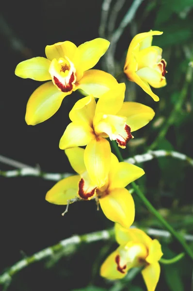 Çiçek Tarzında Mimari Tasarım Dekorasyon Sarı Tropikal Çiçeği Tamamen Açtı — Stok fotoğraf