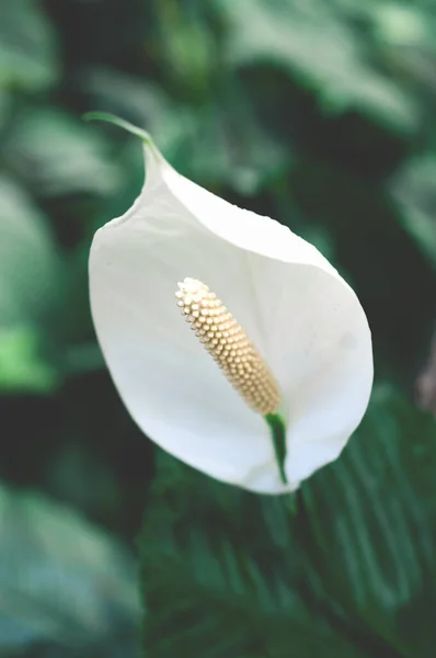 Çiçek Tarzında Mimari Tasarım Dekorasyon Beyaz Tropikal Çiçekleri Tamamen Açtı — Stok fotoğraf