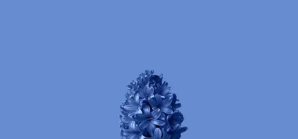 Festive concept from hyacinth flower in full bloom on blue background. Mothers Day. Monochrome template of greeting card. Close-up — Stock Photo, Image
