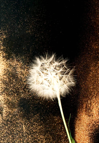 黄金の輝きを持つ黒の背景に白い花序のタンポポ。ぼやけた効果. — ストック写真