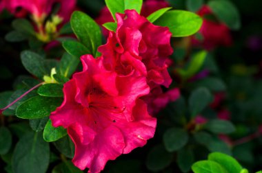 Çiçek tarzında mimari tasarım. İç dekorasyon kırmızı tropikal çiçekleri tamamen açtı. Bulanık efekt.