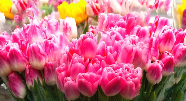 Schöne Sträuße Von Rosa Tulpen Volle Blüte Nahaufnahme — Stockfoto