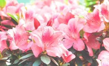 Çiçek tarzında mimari tasarım. İç dekorasyon kırmızı tropikal çiçekleri tamamen açtı. Bulanık efekt