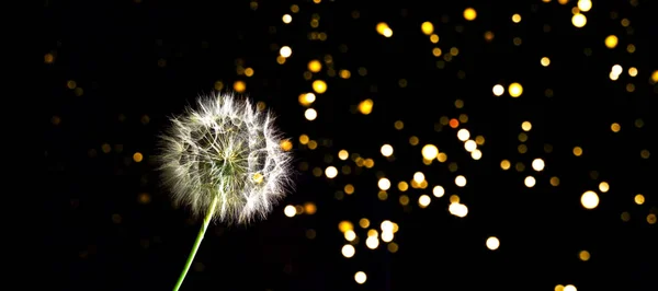 白いタンポポの花序を持つ創造的な暗い背景 お祝いの背景やプロジェクトのための概念 自然な落ち着いたトーン クローズアップ コピースペース — ストック写真