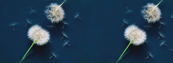 Fundo criativo com inflorescência de dentes-de-leão brancos. Olá conceito de verão. Espaço de cópia criativa .. — Fotografia de Stock