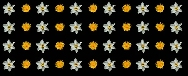 Vzor Mit Pampeliška Narcisy Květiny Tmavém Pozadí Letní Rovnodennost Nebo — Stock fotografie
