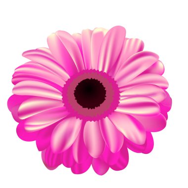 Beyaz arka planda, degrade dolgulu, mes çiçek pembe gerbera