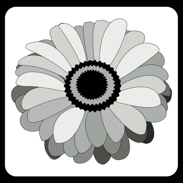 Flor preta e branca, gerbera em tons de cinza, padrão com um str — Vetor de Stock