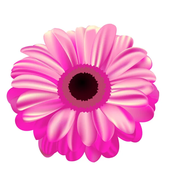 Roze gerbera op witte achtergrond, bloem met opvulling met kleurovergang, mes — Stockvector