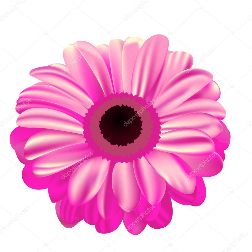pink gerbera on white background, flower with gradient fill, mes