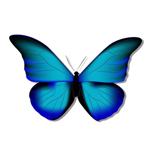 Морфо, бабочка голубая на белом фоне с тенью, гр. — стоковый вектор