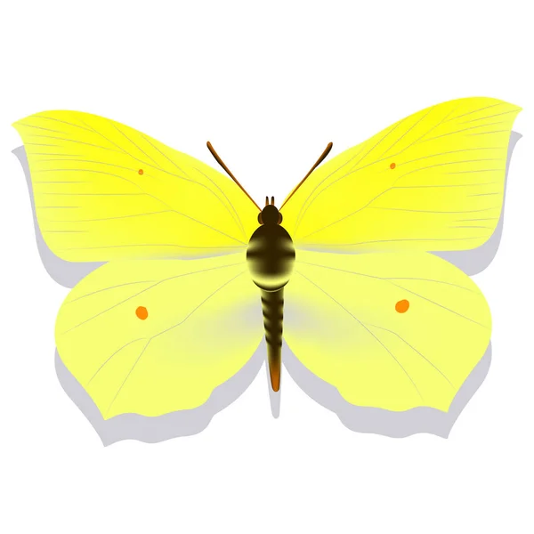 Žlutý motýl citrónové trávy na bílém pozadí se stínem, gr — Stockový vektor