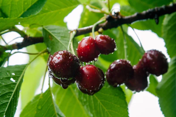  kiraz ağacı üzerinde yağmur sonrası ıslak