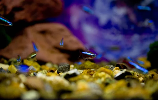 The neon fish in the aquarium