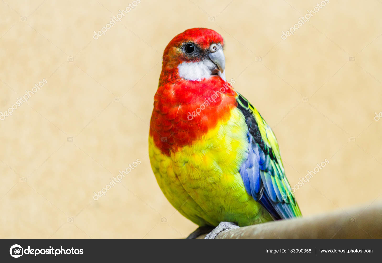 Papağan Rosella inanılmaz güzel bir kuştur Papağan Rosella inanılmaz güzel bir kuştur