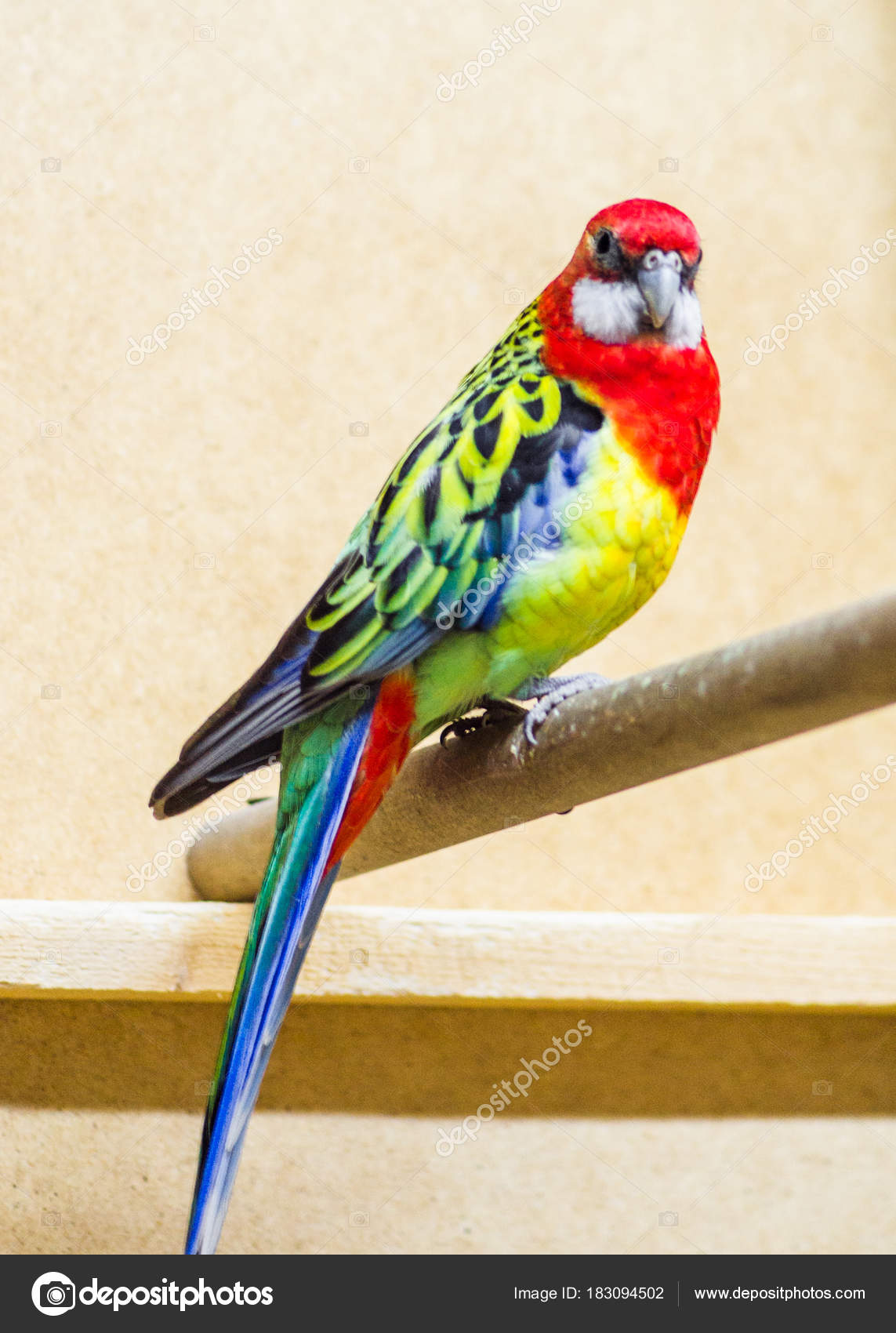 Papağan Rosella inanılmaz güzel bir kuştur Papağan Rosella inanılmaz güzel bir kuştur