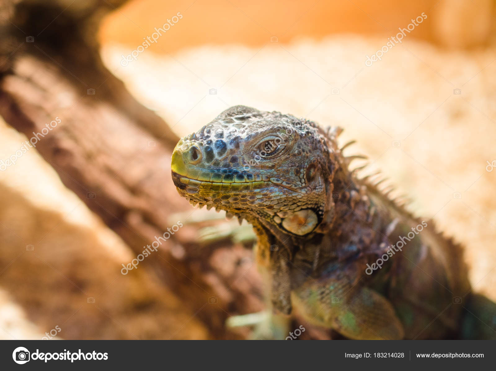 Big Lizard Green Iguana Sitting Motionless In A Cage In A Pet Stock Photo C Borislav1987 183214028,Red Slider Turtle Poop