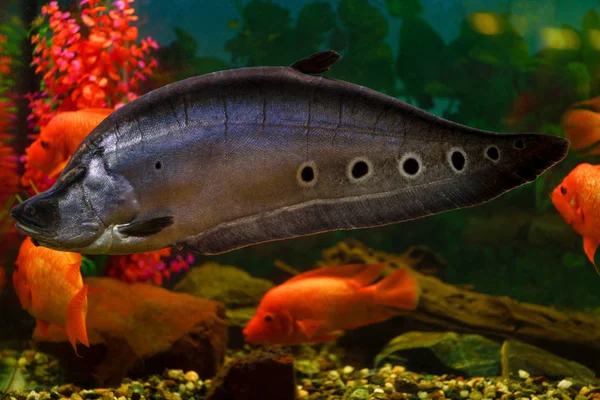 Fish. Knifefish. Big fish knife-read ocular swims in aquarium