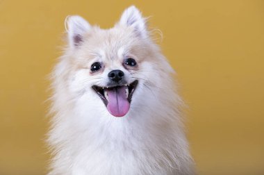 Pomeranya cinsi köpek ağzı ve dili açık