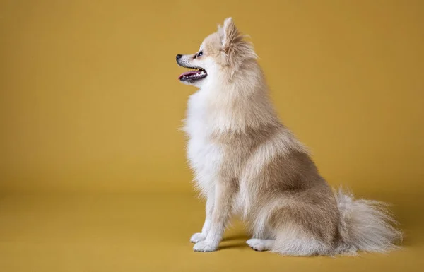 Pomeranian ras hond zitten en kijken naar links — Stockfoto
