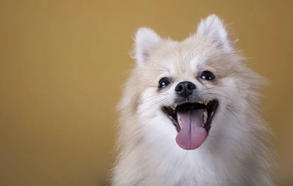 Pomeranian ras hond met open mond en tong uit — Stockfoto